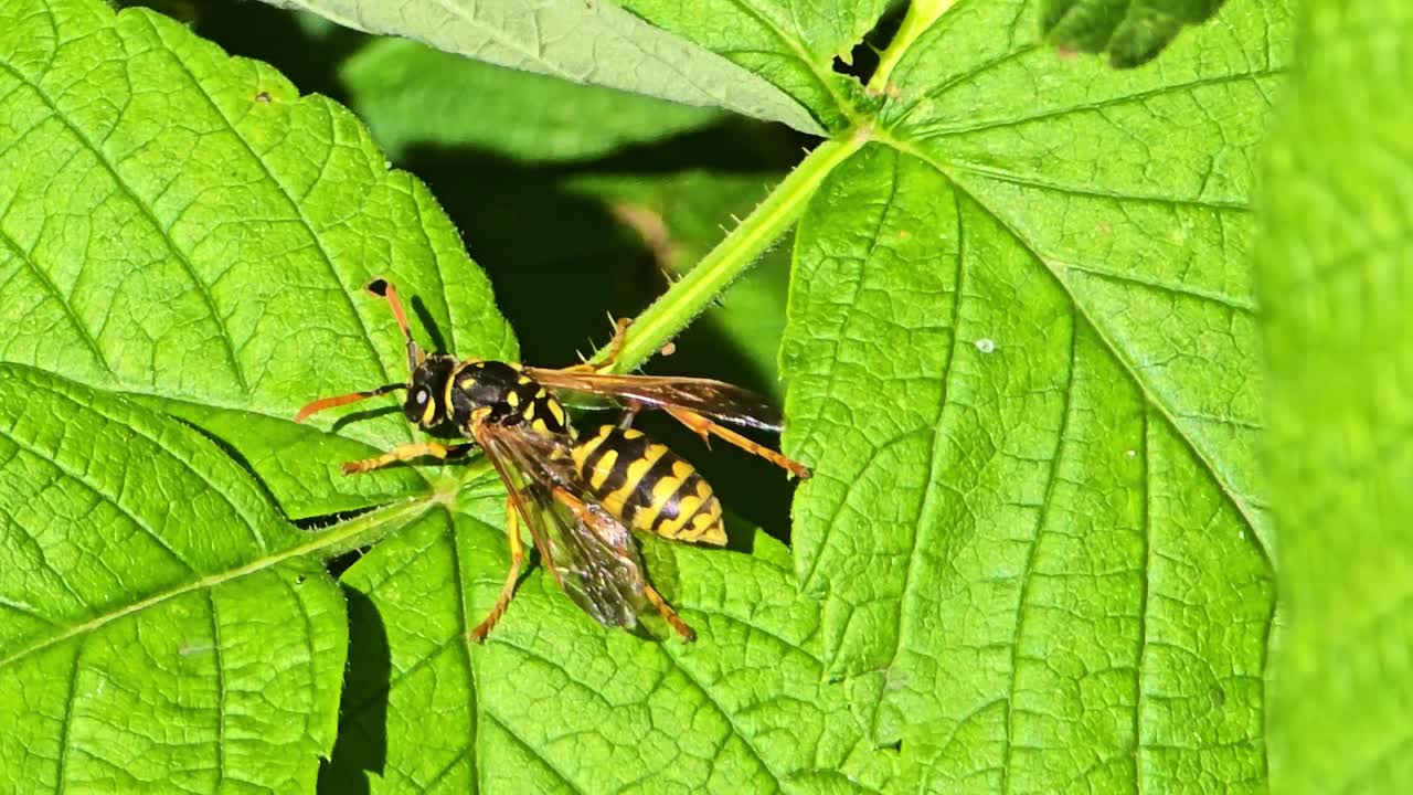 Macro close-up of a wasp on raspberry leaves, exploring with its antennae under bright sunlight, revealing vivid textures and natural details