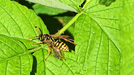 macro close-up of a wasp on raspberry leaves, exploring with its antennae under bright sunlight, revealing vivid textures and natural details