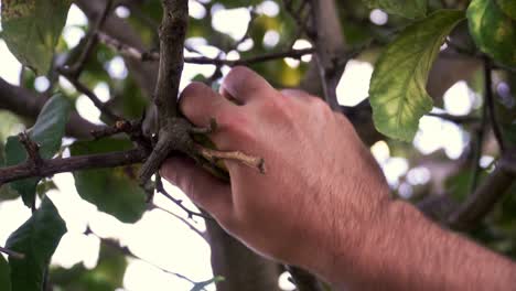 man's hand plucks last ripe yellow lemon from the tree midday, fresh citrus orchard