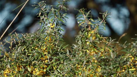 Shrubs-of-sea-buckhorn-with-yellow-berries-in-the-early-morning