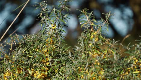 shrubs of sea buckhorn with yellow berries in the early morning