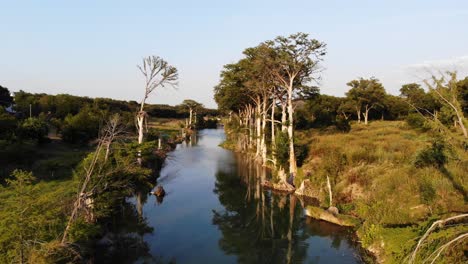 quickly rising and then slowly flying down the river at sunset towards large cypress trees - aerial footage of the blanco river in wimberly, tx