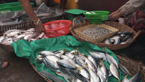 preparing fish for market after catch