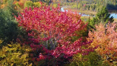 Multicolor-tree-forest-FPV-walk-in-colorful-leaves,-nature-landscape-Canada