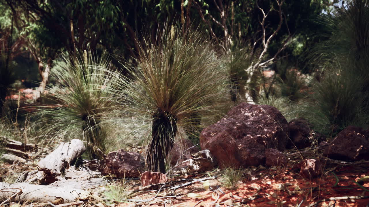 식물과 바위와 함께 오스트레일리아의 외 풍경