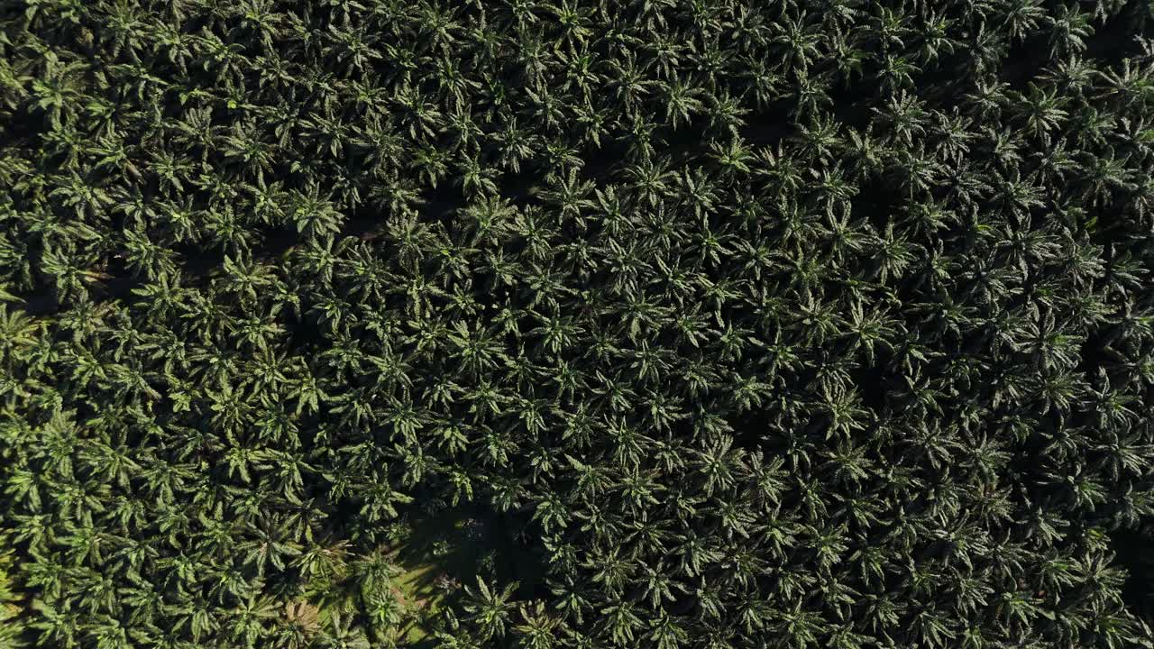 Aerial drone view of palm oil tree plantation in sumatra indonesia birds eye view bukit lawang