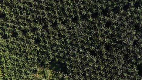 aerial drone view of palm oil tree plantation in sumatra indonesia birds eye view bukit lawang