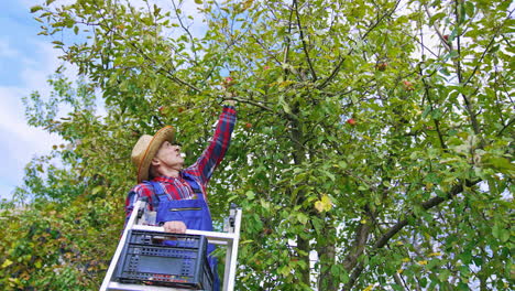 gardener on a ladder gathering apples from the tree. man farmer harvesting ripe fruit in his garden. picking apples in the orchard.