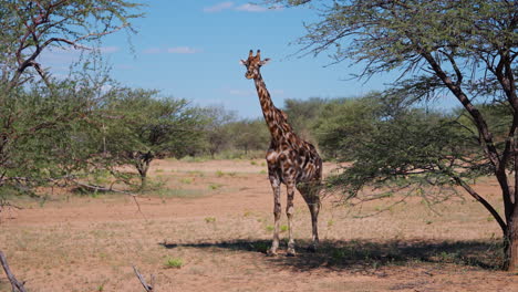 giraffe in african savanna