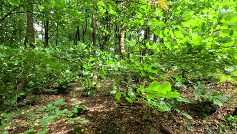 lush green forest with dense foliage