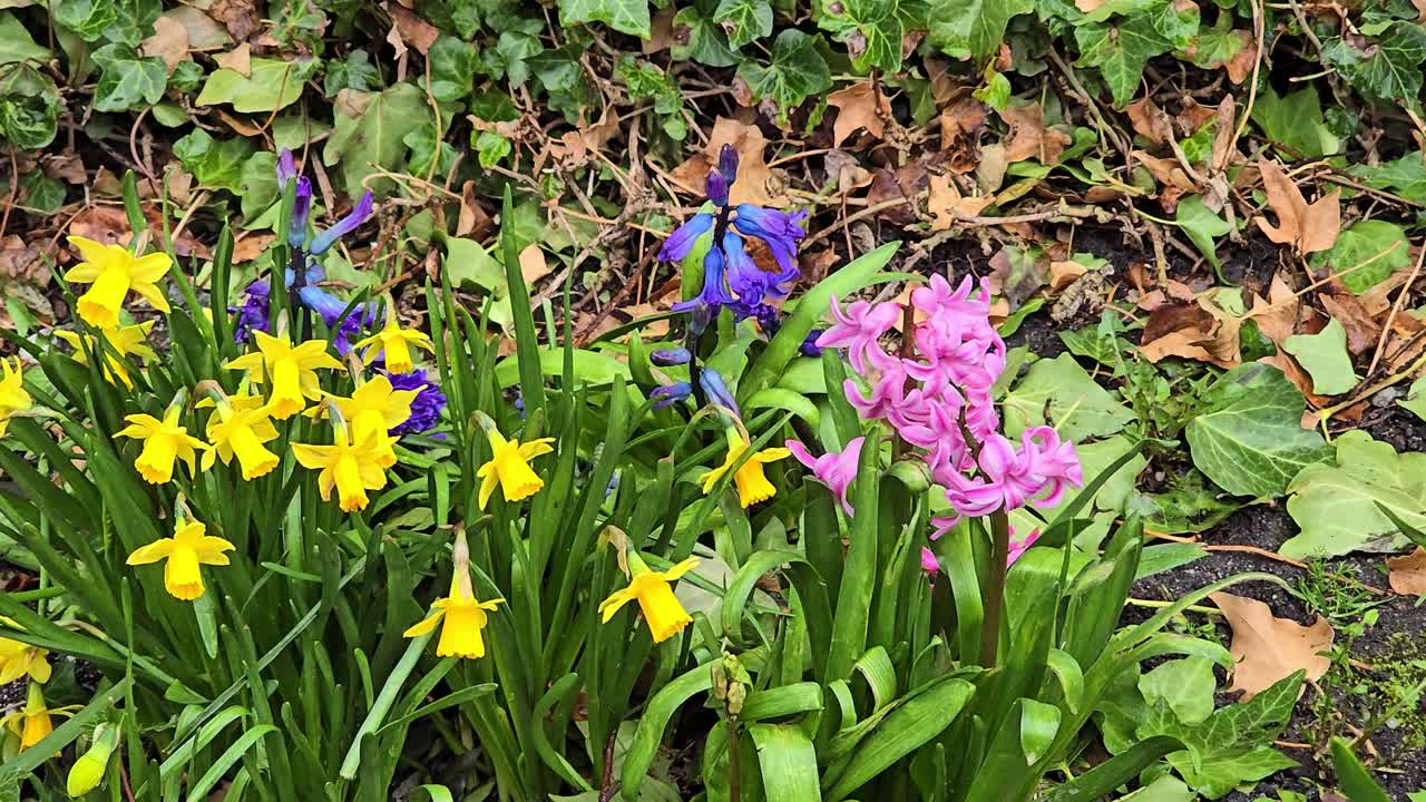 봄 정원에서 꽃이 피는 난초, 나르시스, 노란색 난초 꽃