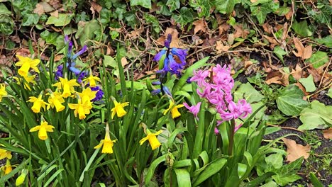 daffodils, narcissus, yellow daffodil flowers in spring garden blooming