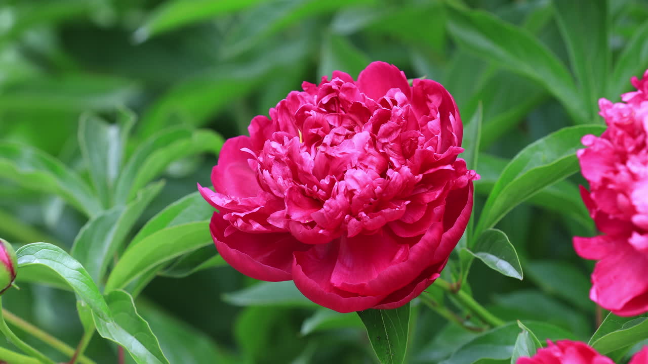 beautiful open big dark pink peony in the green garden