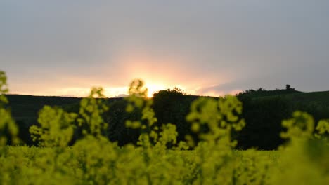 the evening sun setting behind the rapeseed fields and lush hills of hesse, germany