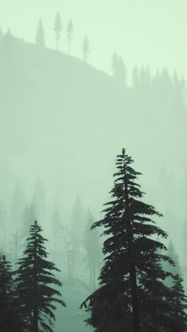 foggy forest in winter