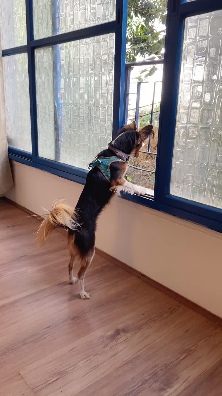 Cute small dog looking out apartment window curious and searching for other dogs or people. Funny furry house pet leaning on window frame during daytime in city or town