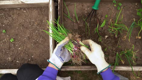 harvesting fresh spring onions in a planter box at the garden