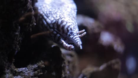 close up shot of eel under water