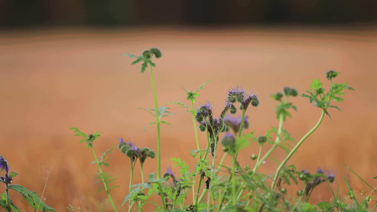 un video de paralaje que captura coloridas flores púrpuras que florecen en un exuberante prado verde de otoño, mientras que un campo de trigo maduro se balancea suavemente en el fondo