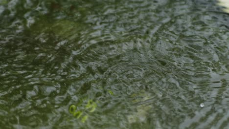 Regentropfen-Fallen-Auf-Die-Wasseroberfläche-Des-Teiches-Mit-Wellen-Und-Spritzern