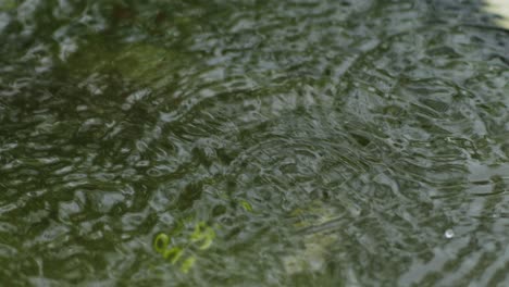 gotas de lluvia que caen sobre la superficie del agua del estanque con ondas y salpicaduras
