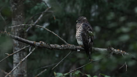 Aufgeblähter-Breitflügeliger-Falke,-Der-Den-Kanadischen-Borealen-Wald-Nach-Beute-Absucht,-Statischer-Schuss