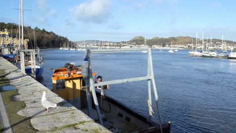 Seagull-walking-sunny-fishing-town-harbour-scenic-early-morning-waterfront-fishery-bay