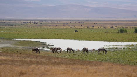 Afrikanische-Steppenzebras,-Die-In-Der-Nähe-Von-Wasserlöchern-Auf-Den-Ebenen-Des-Ngorongoro-Kraterreservats-In-Tansania,-Afrika,-Grasen,-Weitwinkelaufnahme