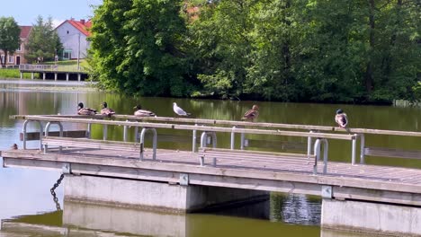 mallard ducks and gull sitting on the wooden bench in the jetty at summer