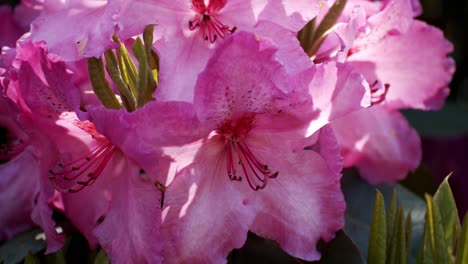 Sonnenlicht-Fällt-Auf-Rosa-Blühende-Rhododendron-Blume,-Nahaufnahme-Statischer-Schuss