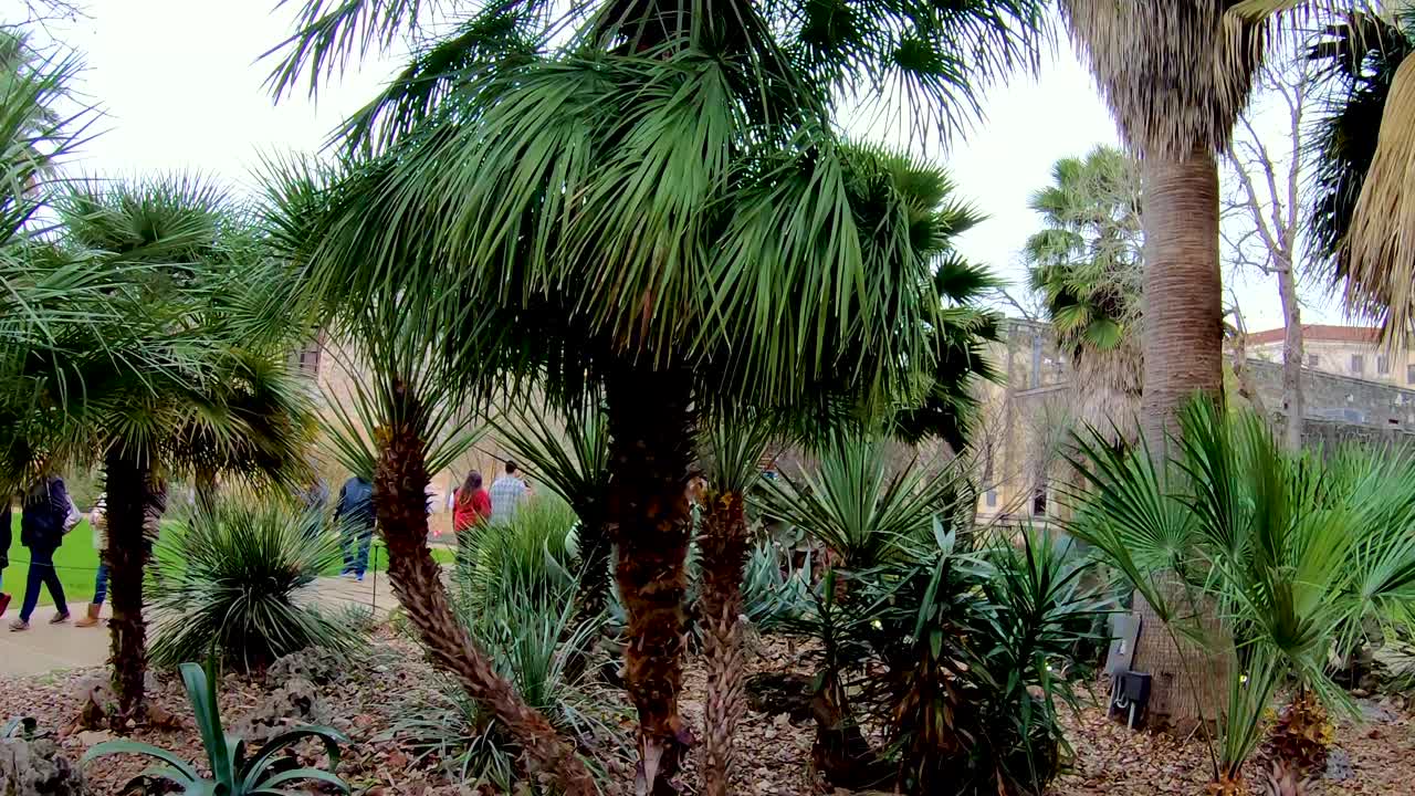 Beautiful Palm Trees line the garden are of The Alamo 4K30fps Seg 1 of 2 Slow Motion