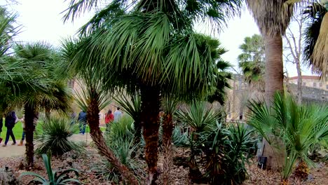 beautiful palm trees line the garden are of the alamo 4k30fps seg 1 of 2 slow motion