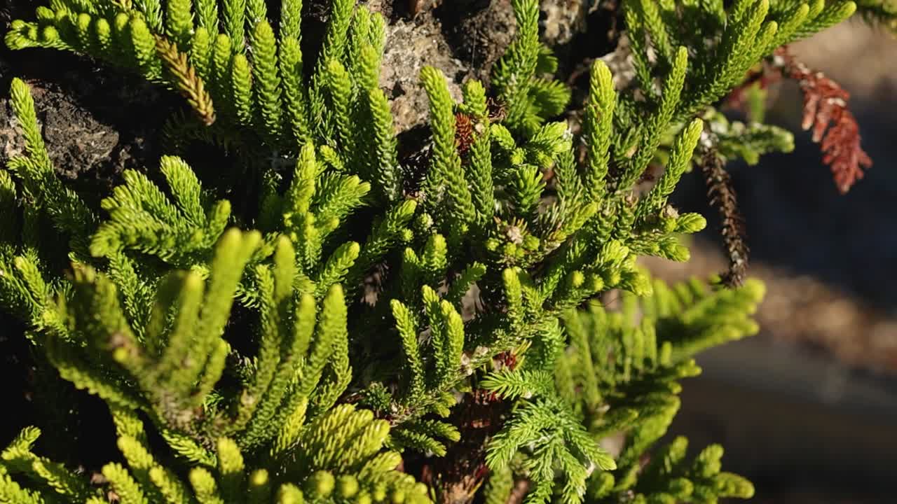 Primo piano dettagliato di aghi di pino verde brillante e germogli che spuntano da un tronco d'albero ruvido