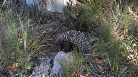 wild short-beaked echidna foraging in the grass and scrub