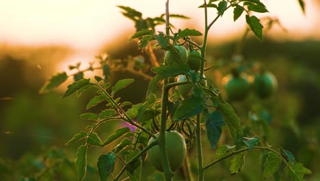 un primer plano de una planta de tomate al atardecer
