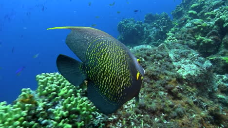 un hermoso pez angelfish francés nada a través de un arrecife caribeño prístino