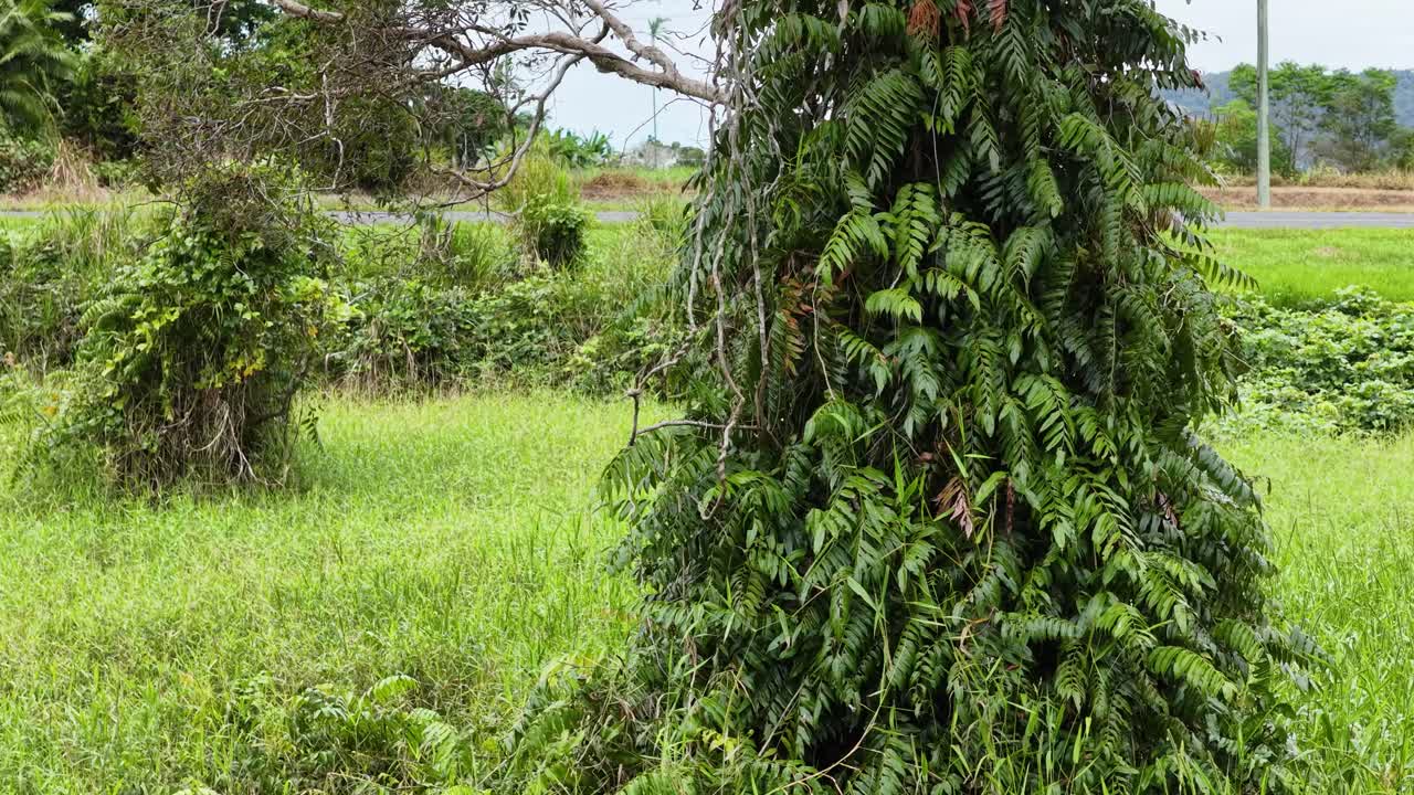 Camera slowly pans sideways past a dense epiphyte-covered tree fern in a bright, green rainforest clearing near Port Douglas, Australia. Daylight, steady movement
