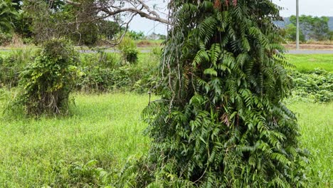 camera slowly pans sideways past a dense epiphyte-covered tree fern in a bright, green rainforest clearing near port douglas, australia. daylight, steady movement