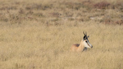 africa - a springbok antelope at rest in a parched grassy plain - close up