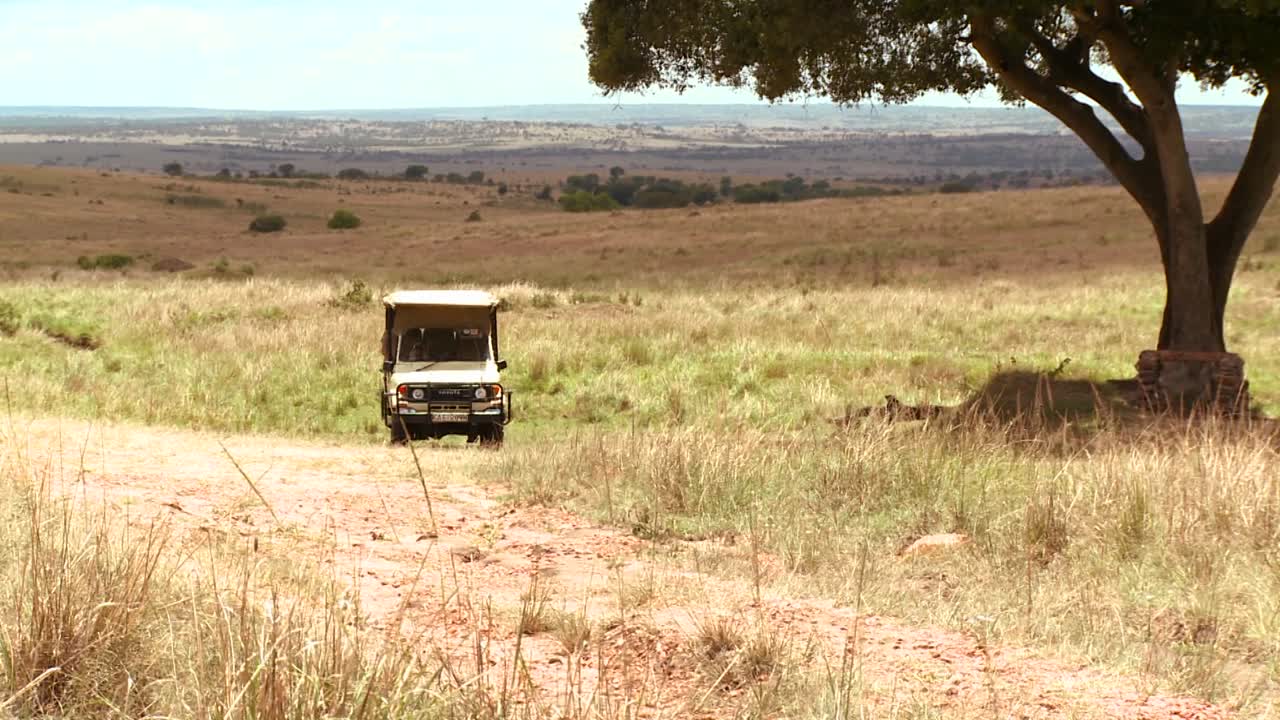 사파리 차량이 아프리카 평원을 가로질러 이동합니다.