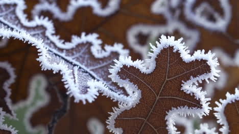 frosted autumn leaves