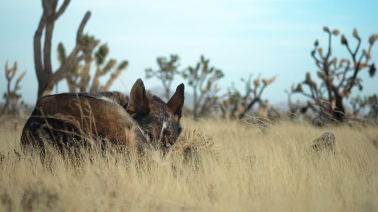 사막 포유류 코요테 (desert mammal coyote) 는 미국 캘리포니아 산불 이후 모하비 국립 보호구역의 죽은 관목과 조슈아 트리 보호구역 (joshua tree preserve) 숲 안에 앉아 있다.