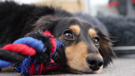 perro salchicha acostado con la cabeza sobre un juguete de cuerda azul y roja