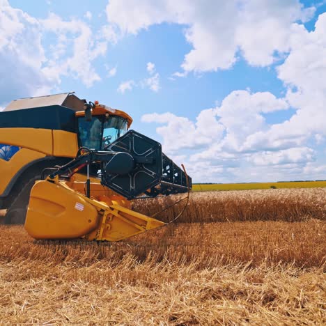 Grain harvesting combine
