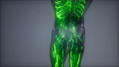 vasos sanguíneos del cuerpo humano