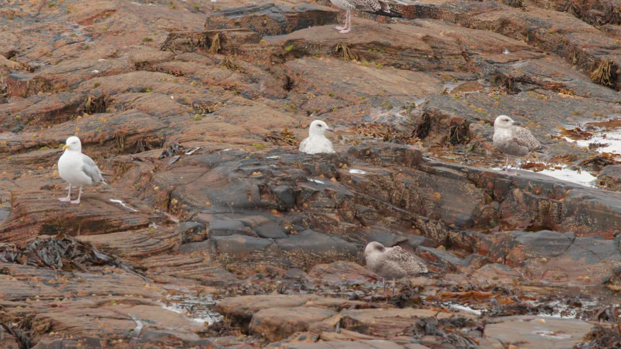 Diversi gabbiani interagiscono e cercano cibo su rocce aspre e cosparse di alghe sotto una luce naturale e nuvolosa, con una telecamera stabile che cattura i sottili movimenti e comportamenti degli uccelli.