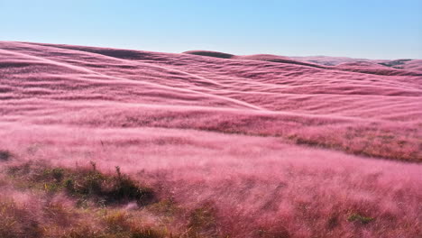 vast field of pink muhly grass under a clear blue sky