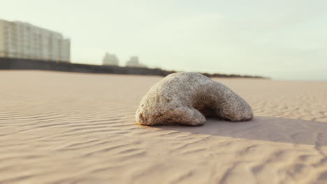 old white coral on sand beach