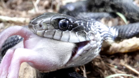 serpiente de rata negra de cerca masticando una macro de ratón en el bosque