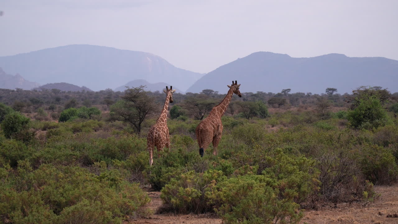 jirafas en un parque nacional de kenia
